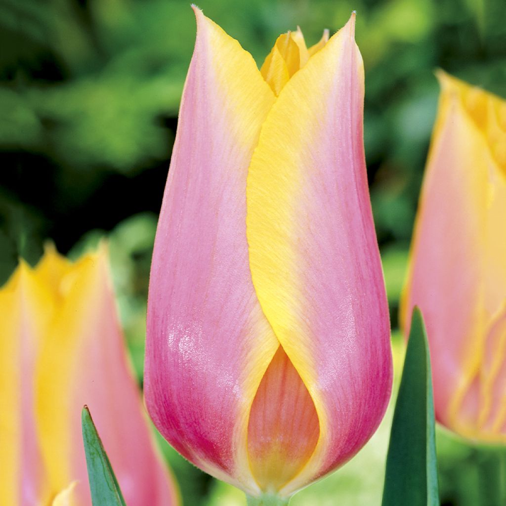 Tulipa Blushing Lady - Early simple Tulip