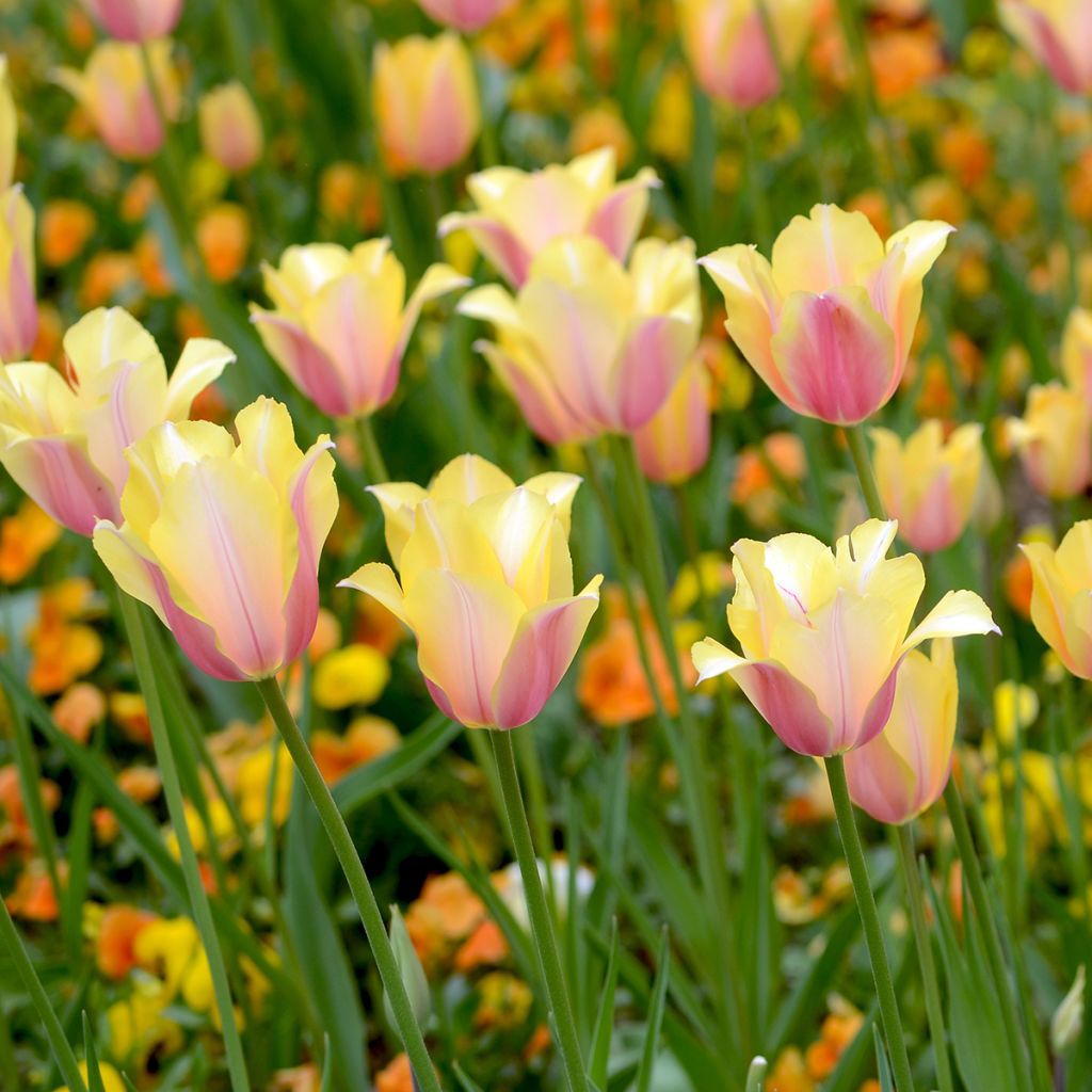 Tulipa Blushing Lady - Early simple Tulip