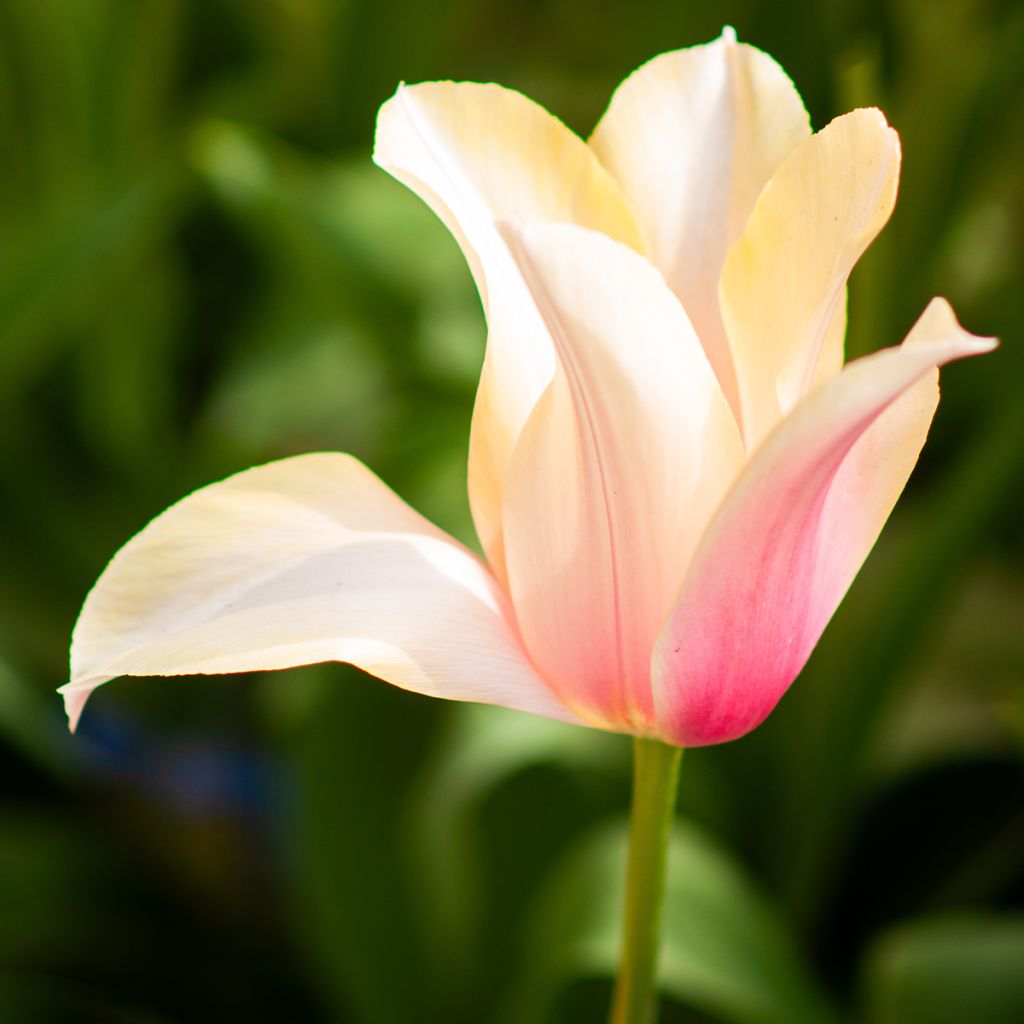 Tulipa Blushing Lady - Early simple Tulip