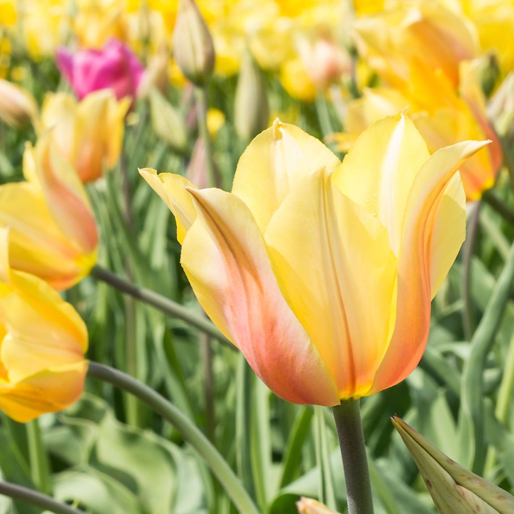 Tulipa Blushing Lady - Early simple Tulip