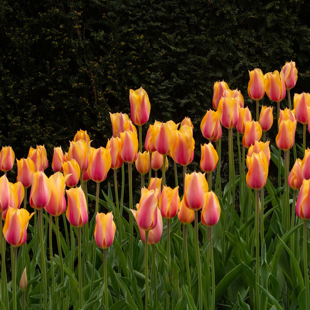 Tulipa Dordogne - Early simple Tulip