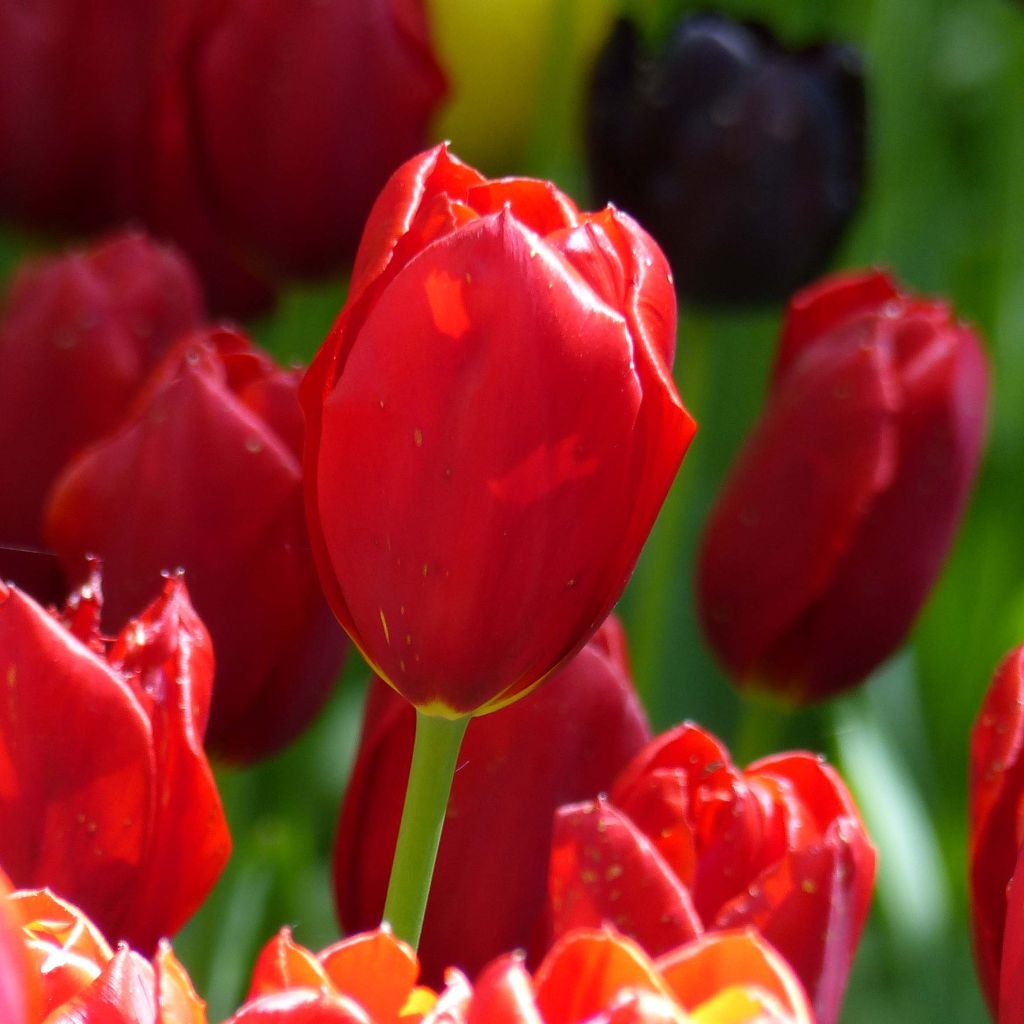 Tulipa Kingsblood - Early simple Tulip