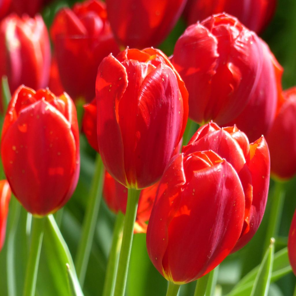 Tulipa Kingsblood - Early simple Tulip