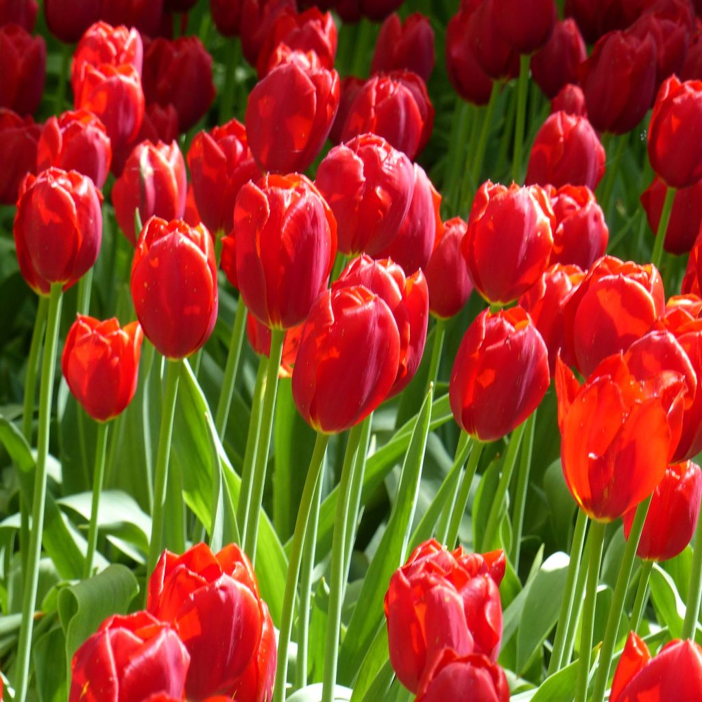 Tulipa Kingsblood - Early simple Tulip