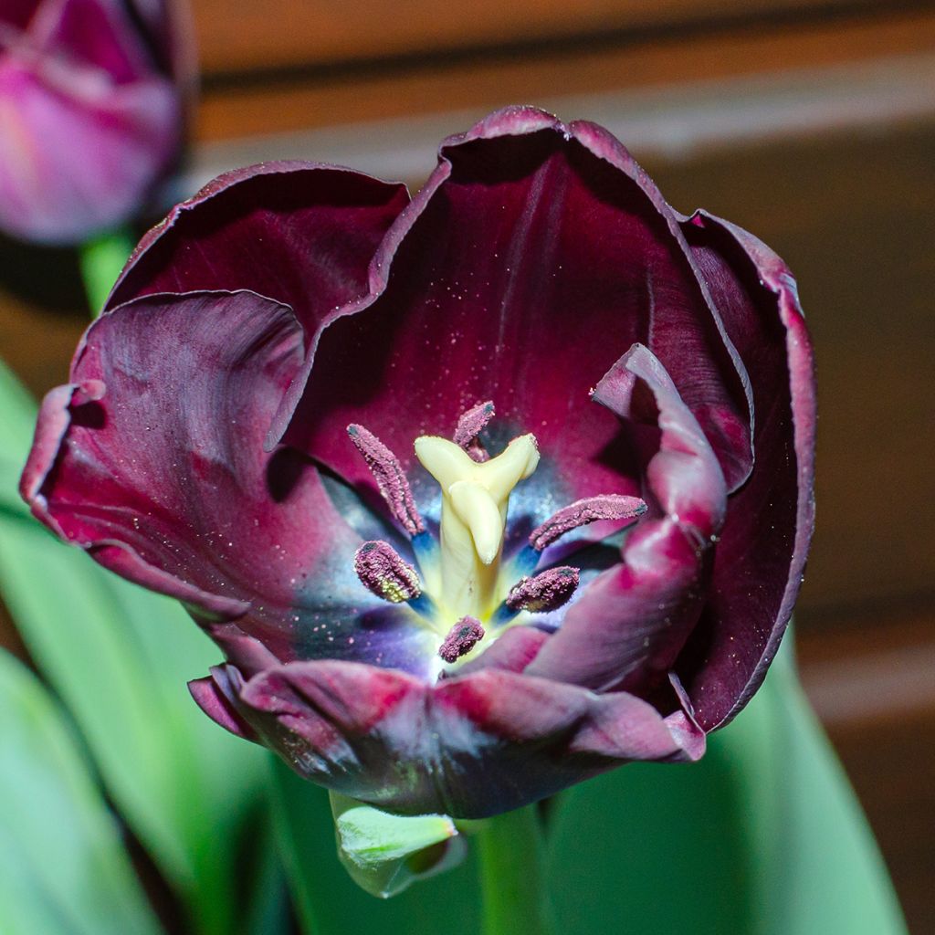 Tulipa Queen of the Night - Early simple Tulip
