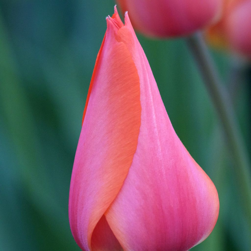 Tulipa Temple of Beauty - Single late Tulip