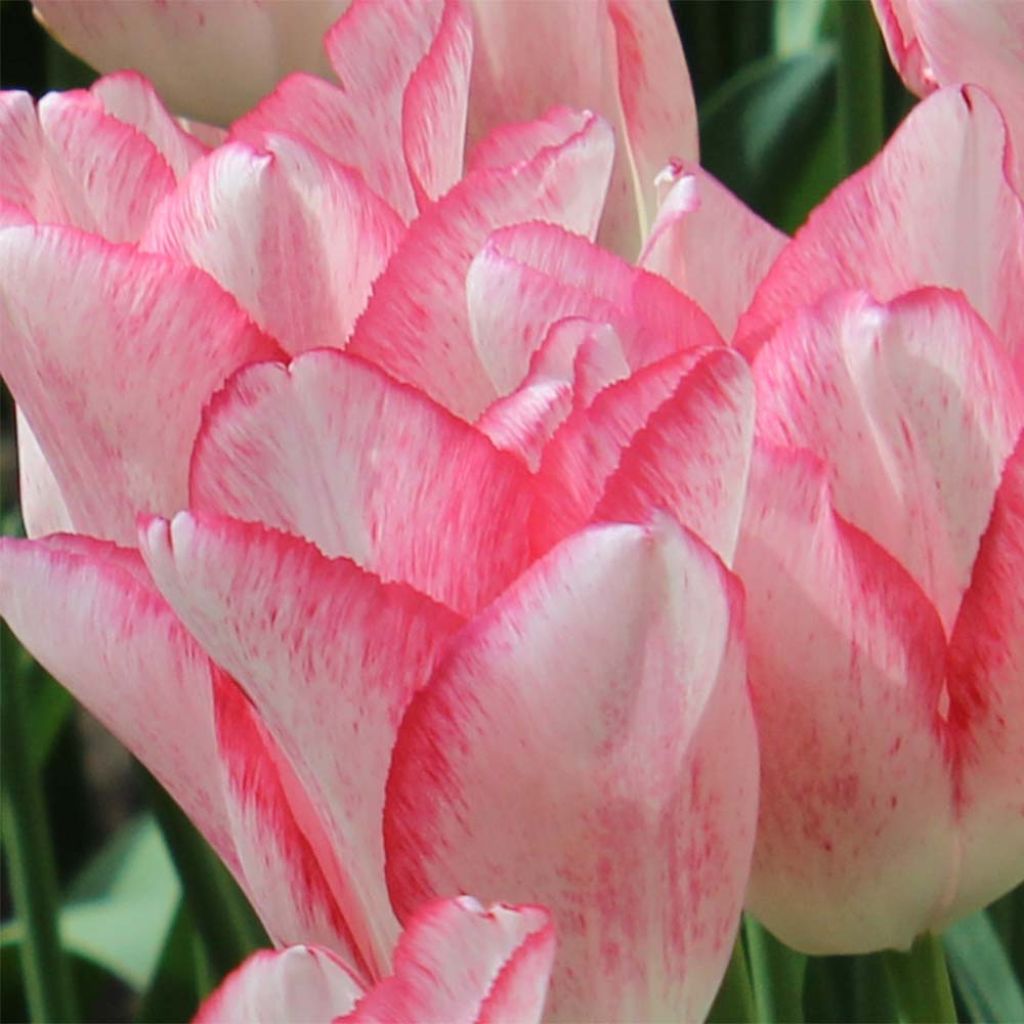Tulipe triomphe Beauty Trend