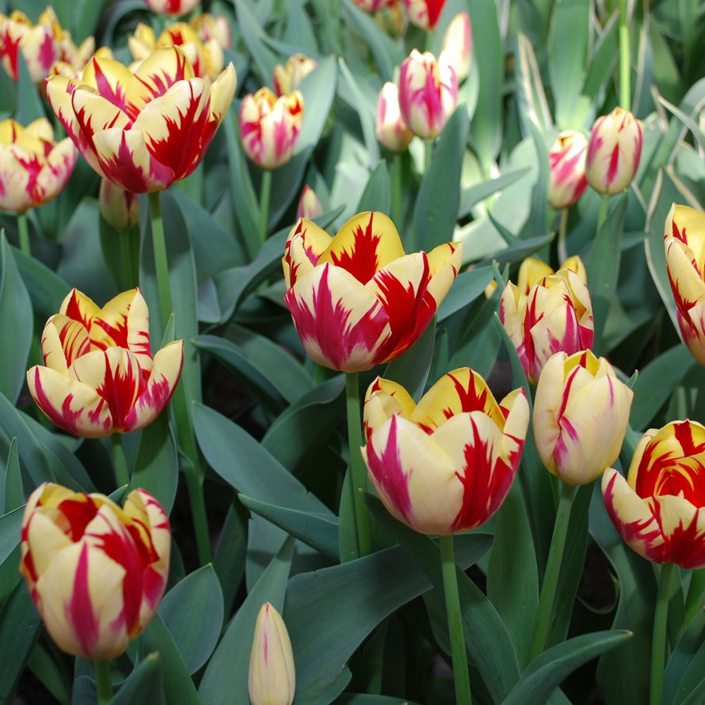 Tulipa Grand Perfection - Triumph Tulip