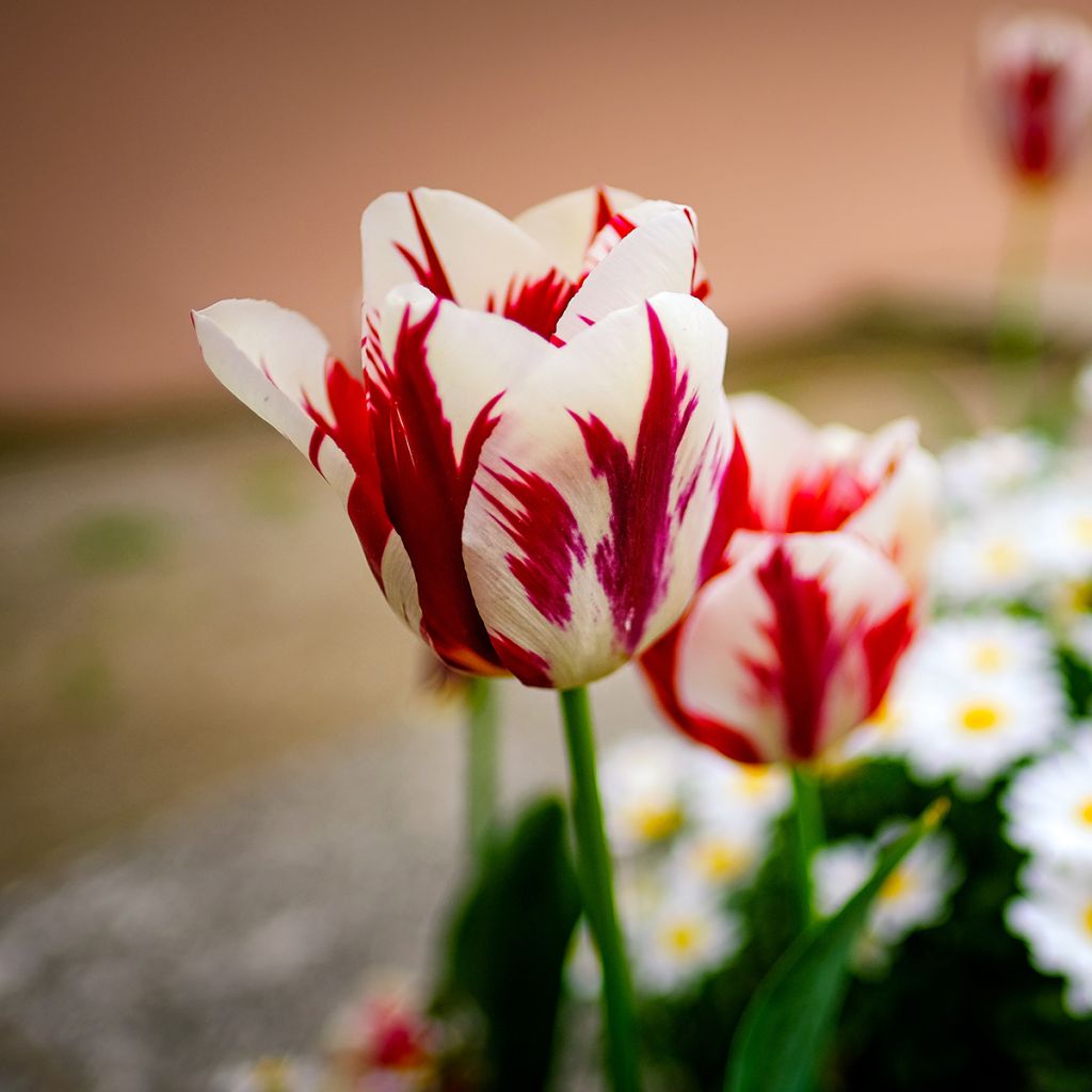 Tulipa Grand Perfection - Triumph Tulip