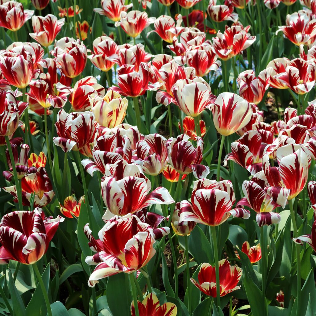 Tulipa Grand Perfection - Triumph Tulip