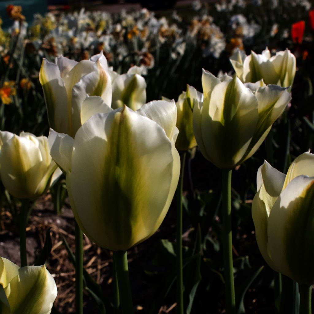 Tulipa Green Spirit - Viridiflora Tulip