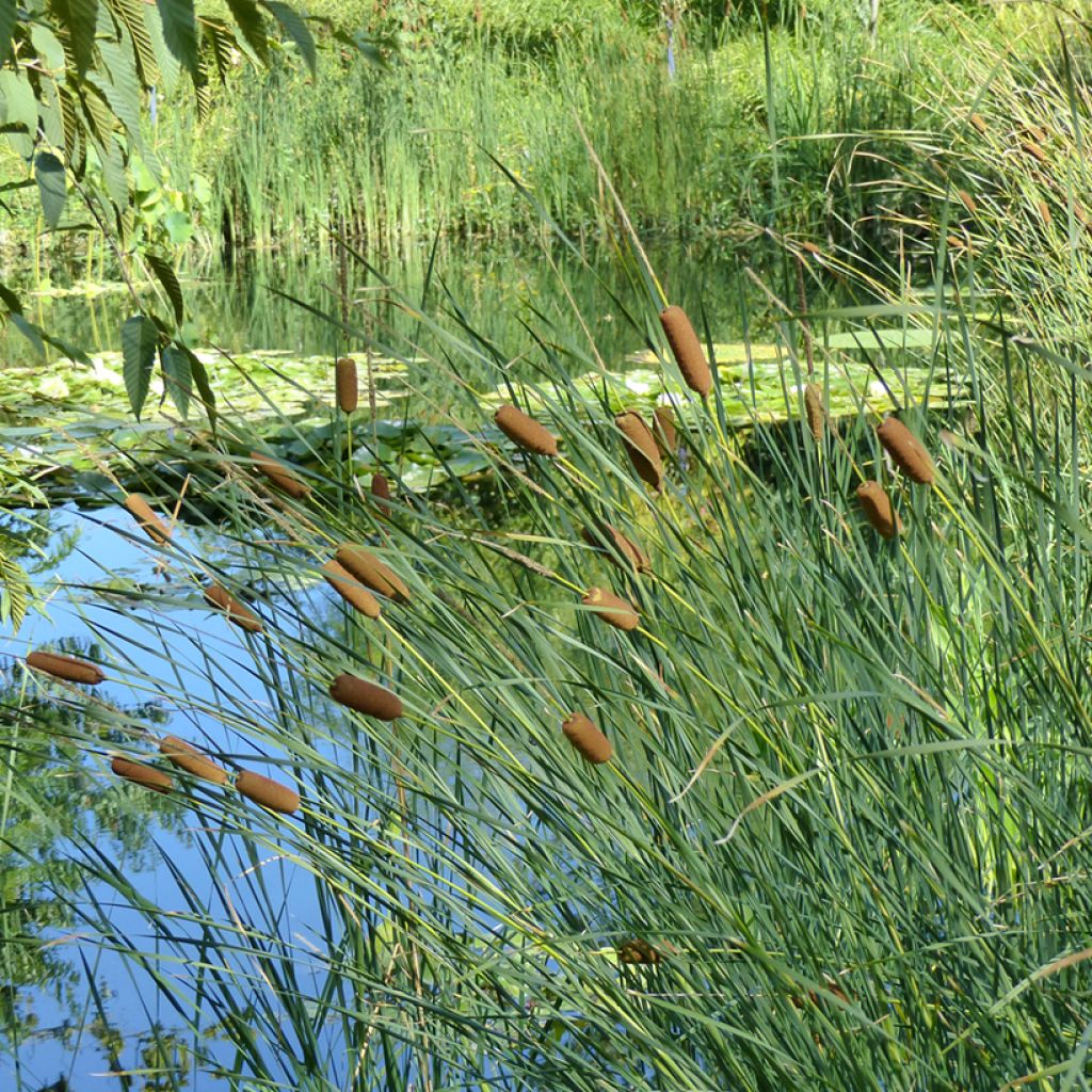 Typha angustifolia - Massette à feuilles étroites