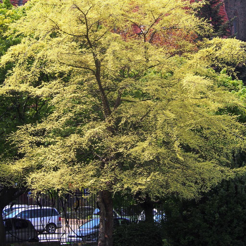 Ulmus parvifolia Geisha - Chinese Elm