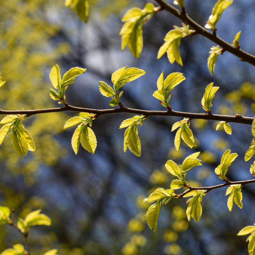 Ulmus parvifolia Geisha - Chinese Elm