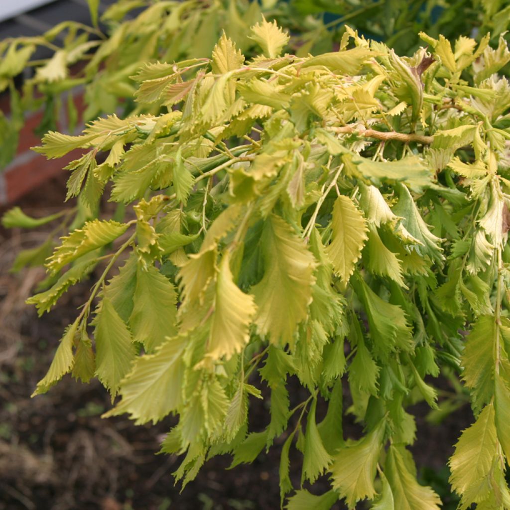 Ulmus minor Viminalis Aurea - Elm