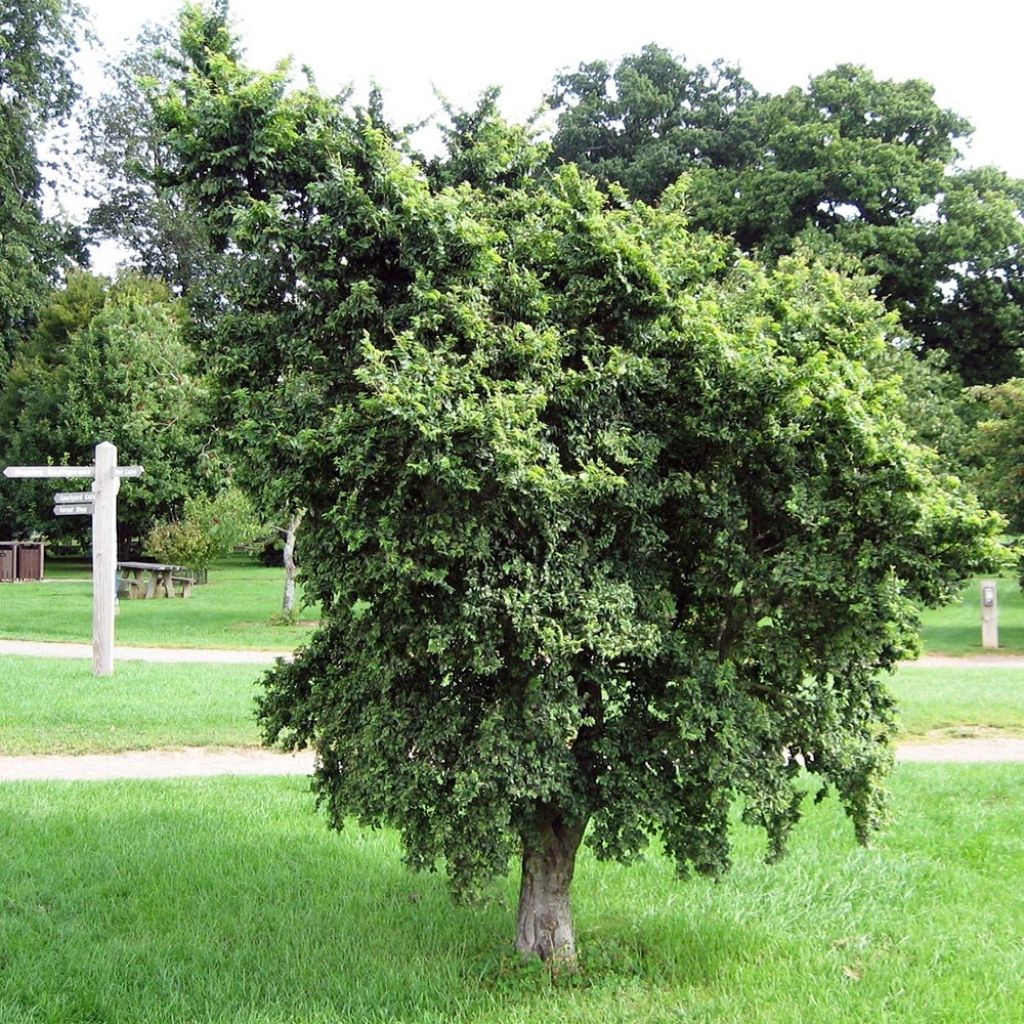 Ulmus carpinifolia Pendula - Elm