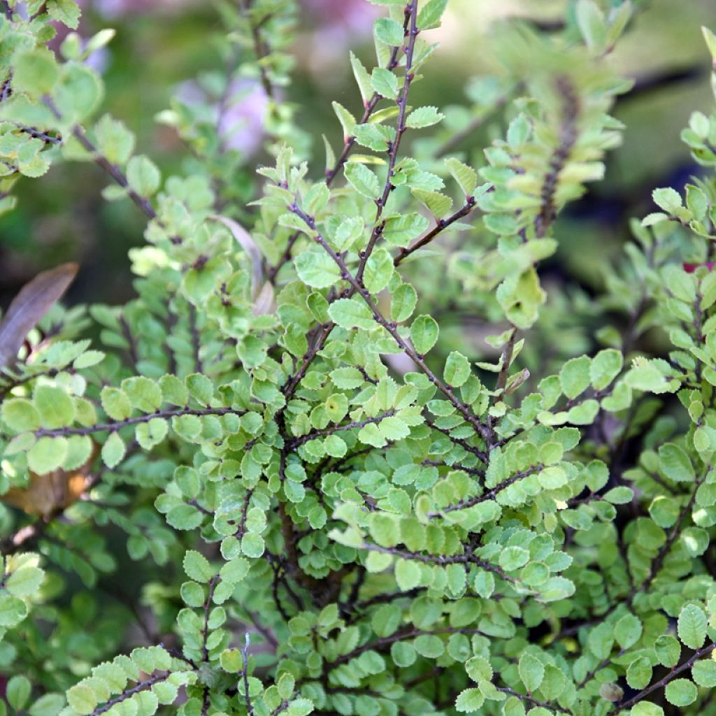 Ulmus parvifolia Seijuv