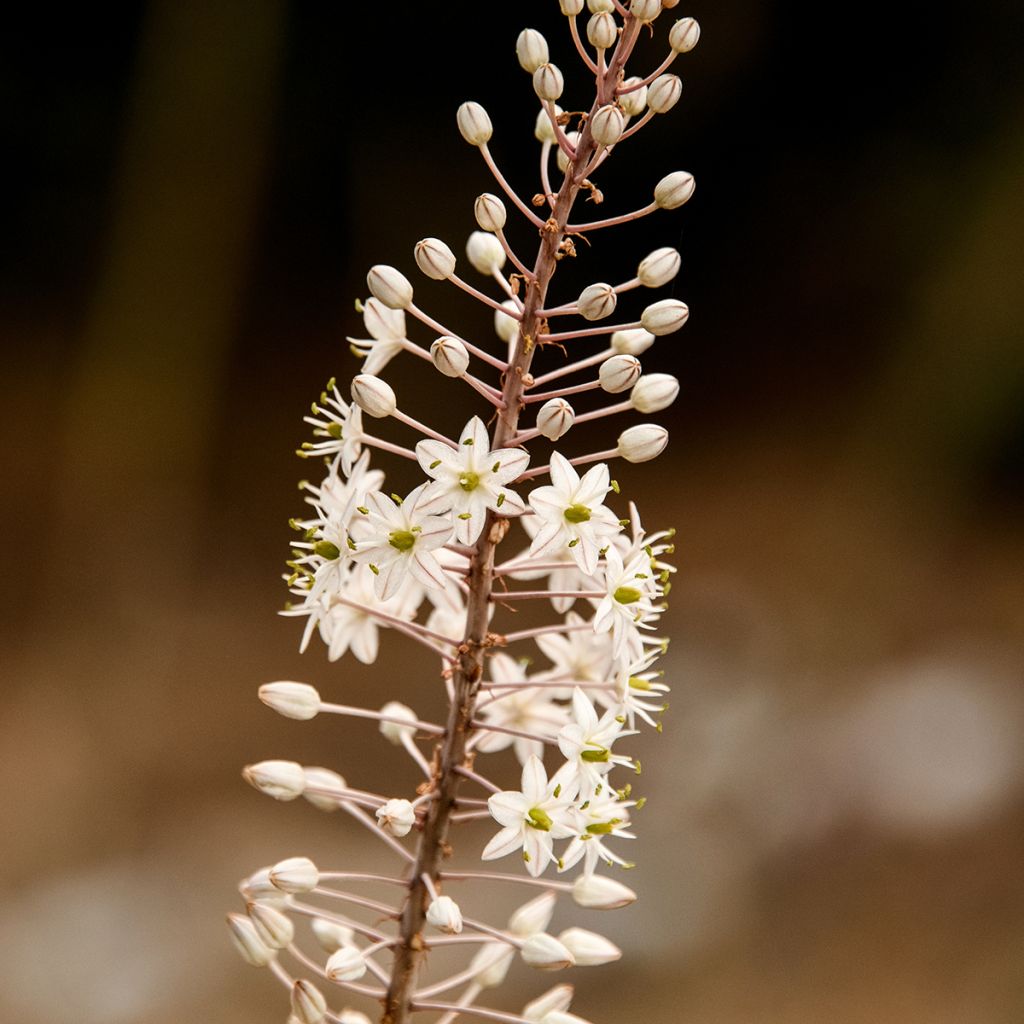 Urginea maritima