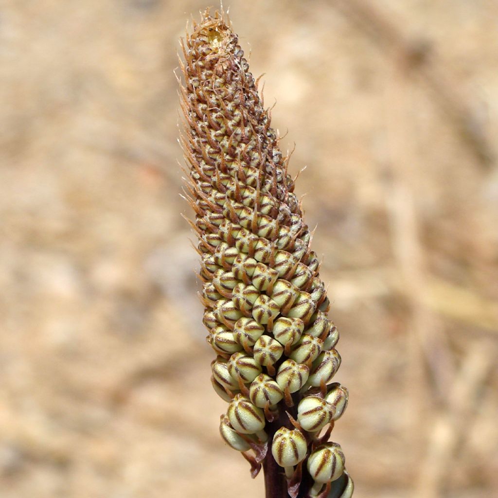 Urginea maritima