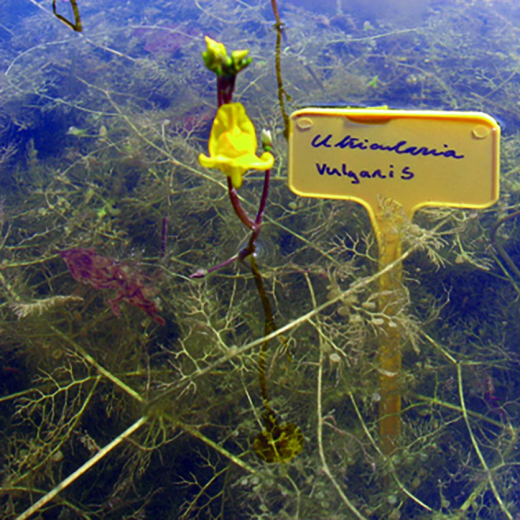 Utricularia vulgaris - Greater Bladderwort