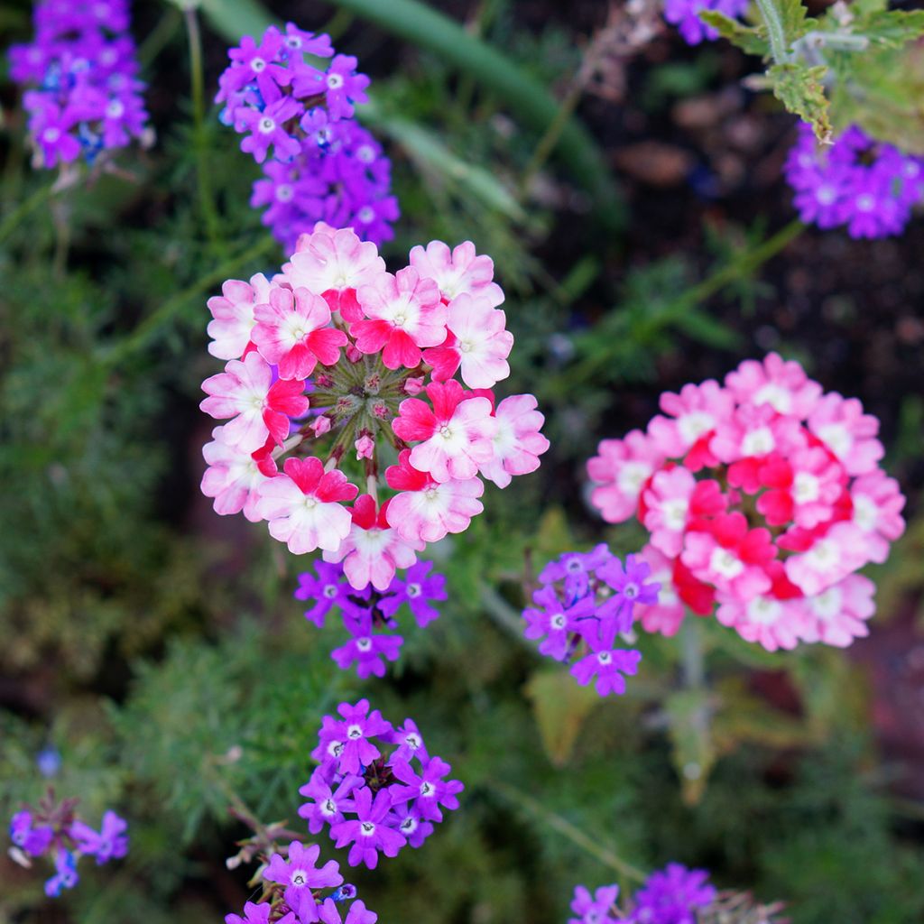 Verbena hybrida Pink Parfait