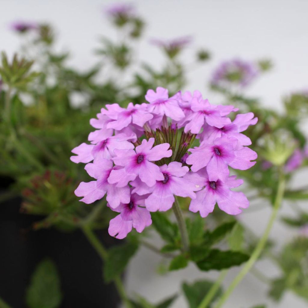 Glandularia Seabrook's Lavender - Florist's Verbena