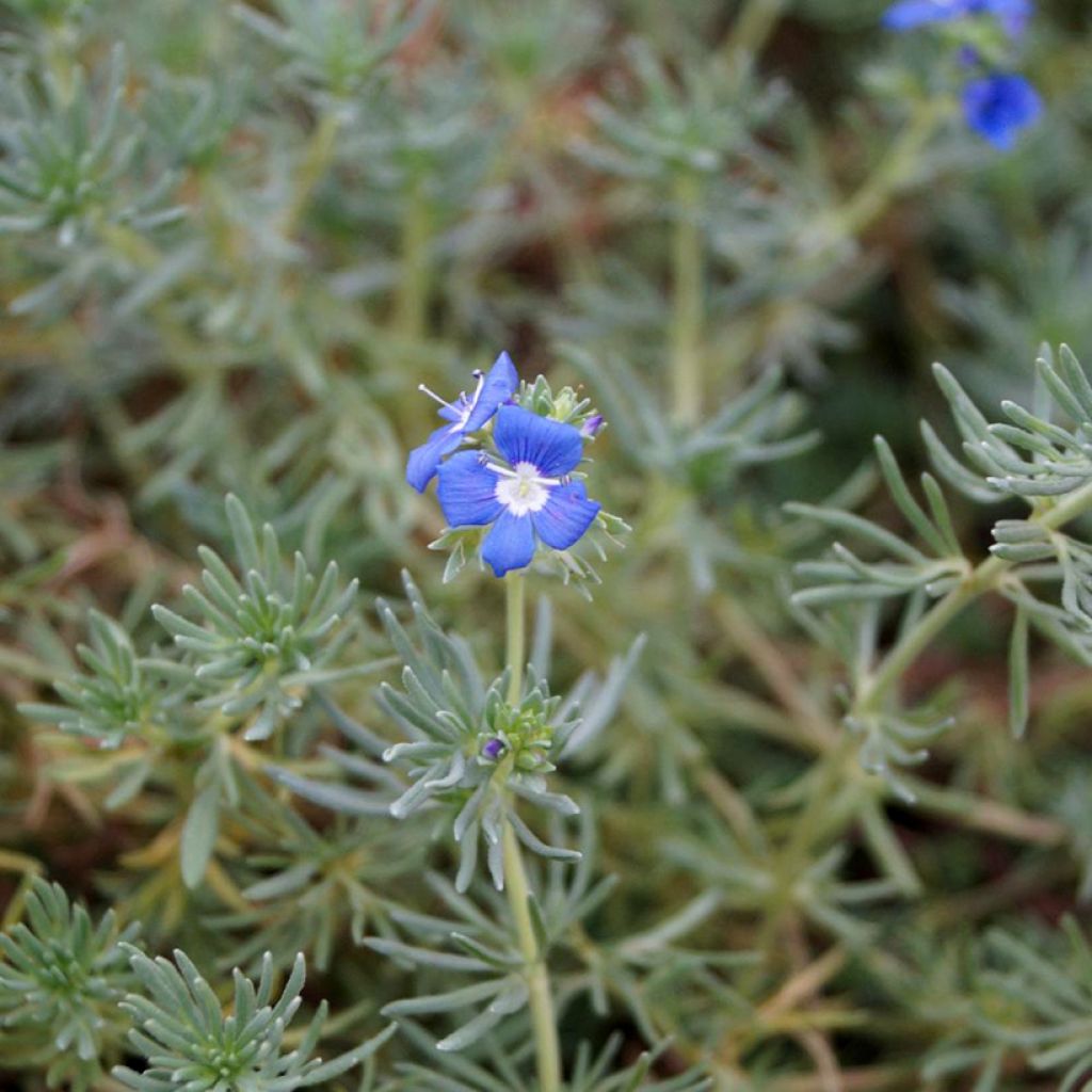 Veronica armena - Speedwell