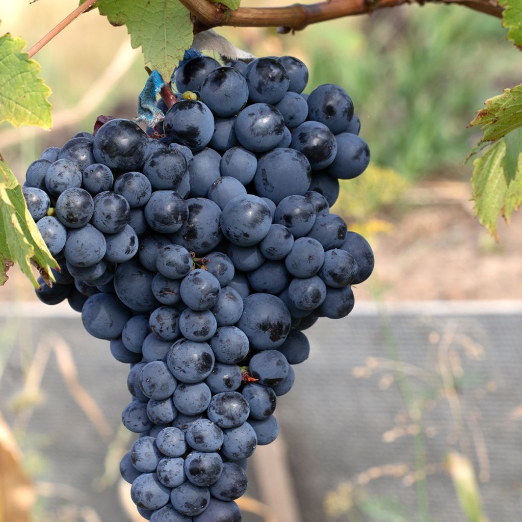 Vitis vinifera Albarossa - Grapevine