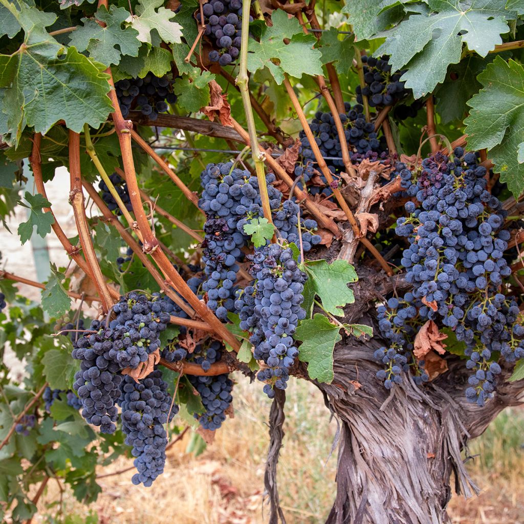 Vitis vinifera Barbera - Grapevine