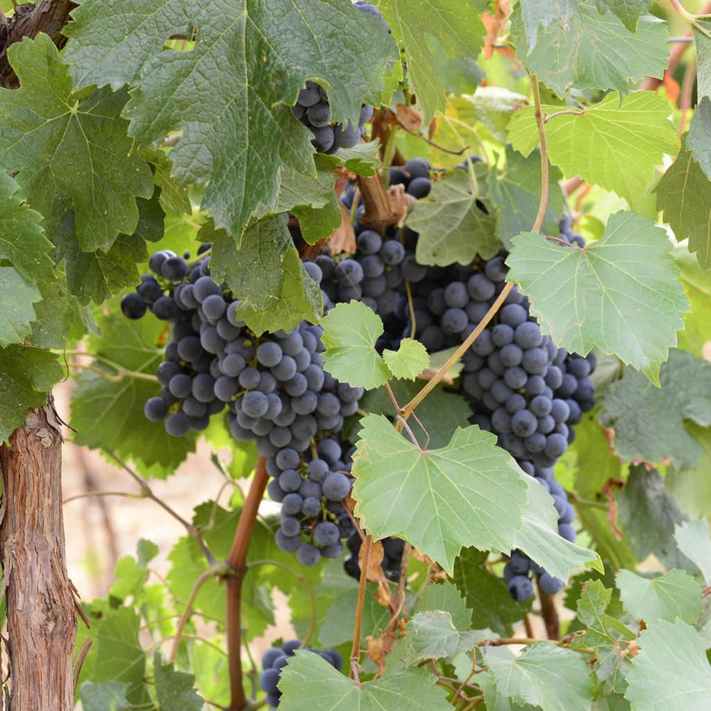 Vitis vinifera Bonarda - Grapevine