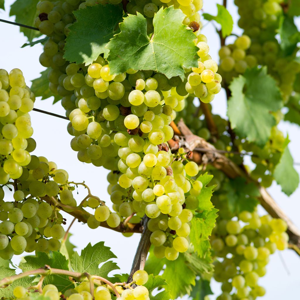 Vitis vinifera Citrina - Grapevine