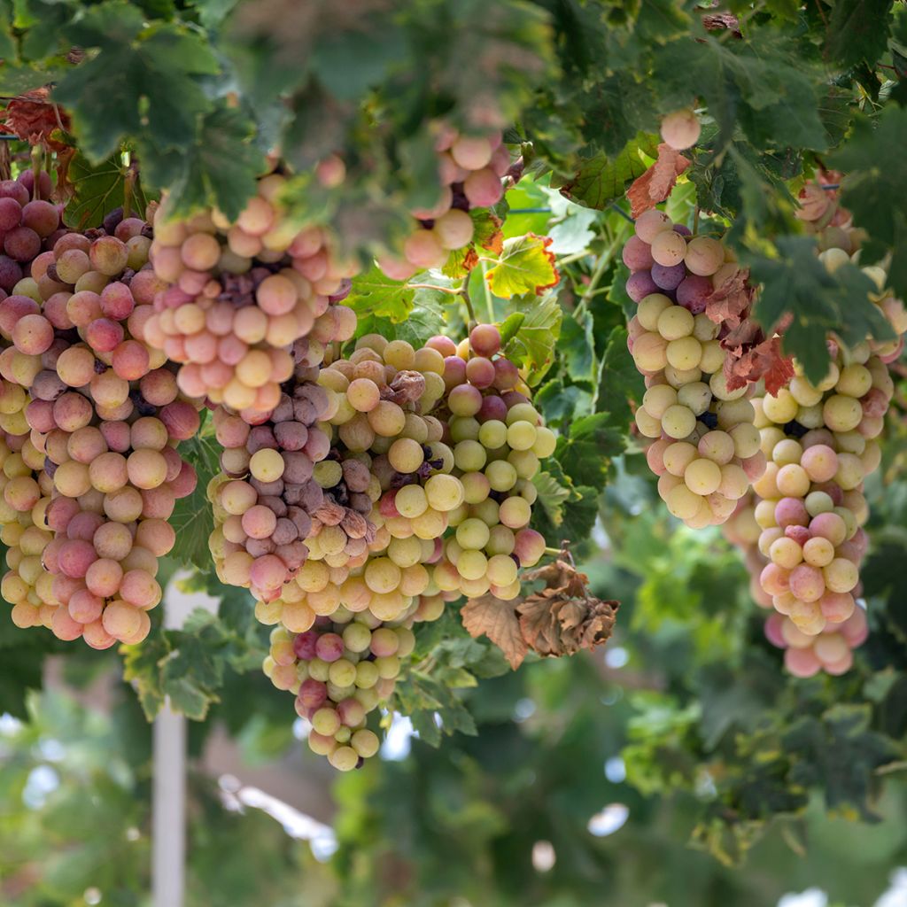 Vitis vinifera Cortese - Grape vine