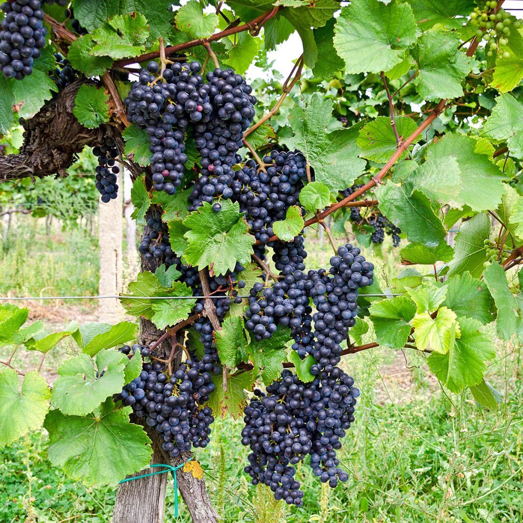 Vitis vinifera Croatina - Grapevine