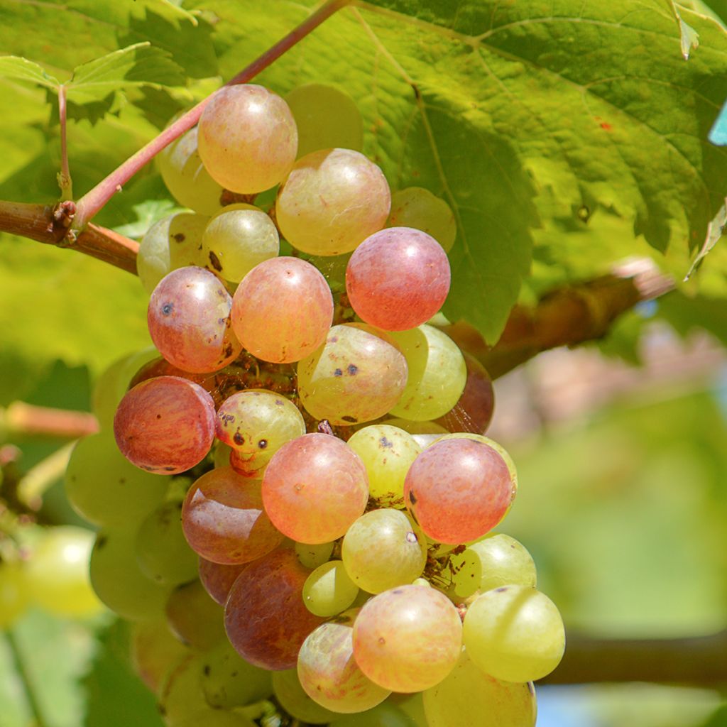 Vitis labrusca x vinifera Fragola Bianca Precoce - Dessert Grape