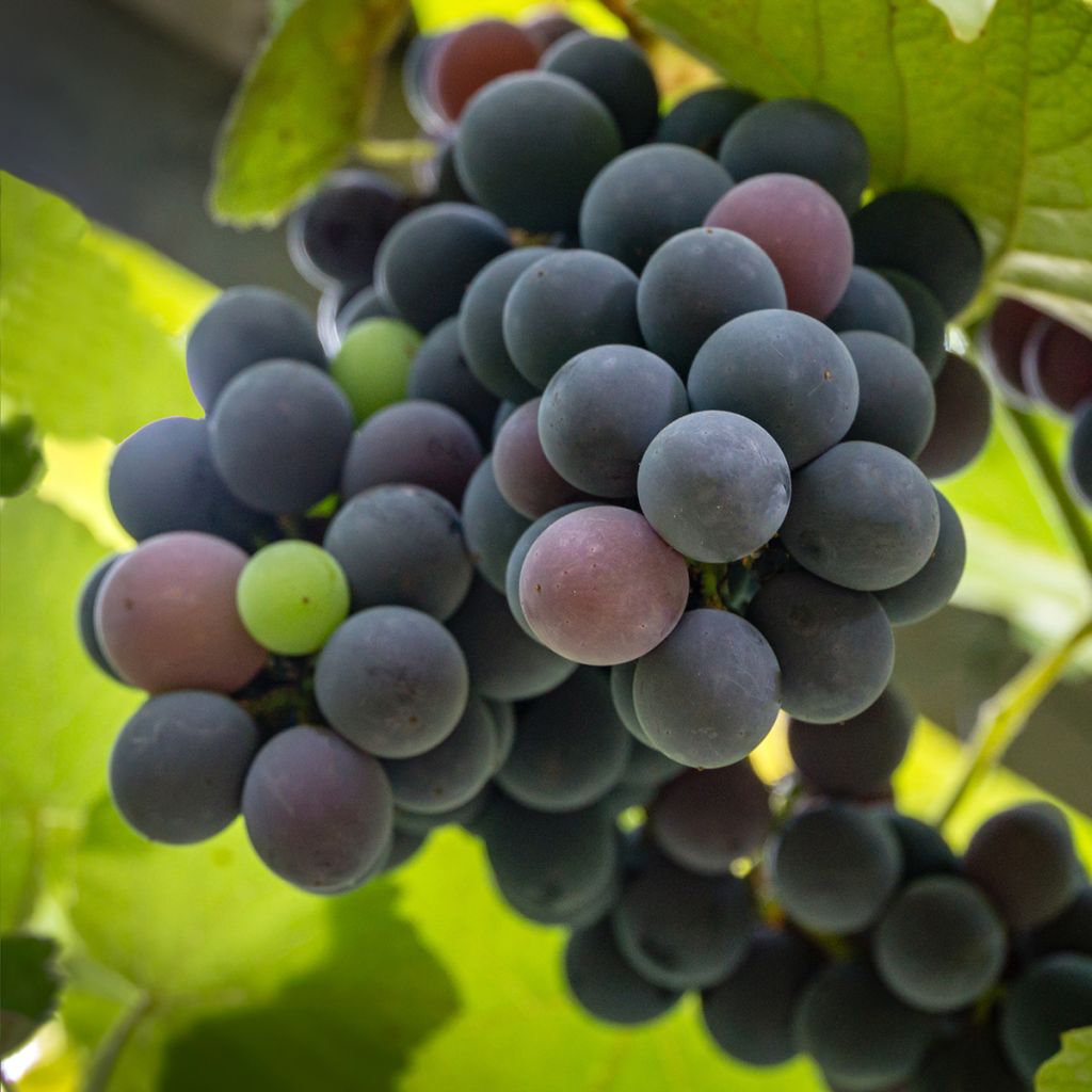 Vitis labrusca x vinifera Fragola Nera Précoce - Dessert Grape