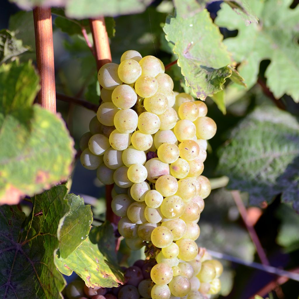 Vitis vinifera Luglienga - Grapevine