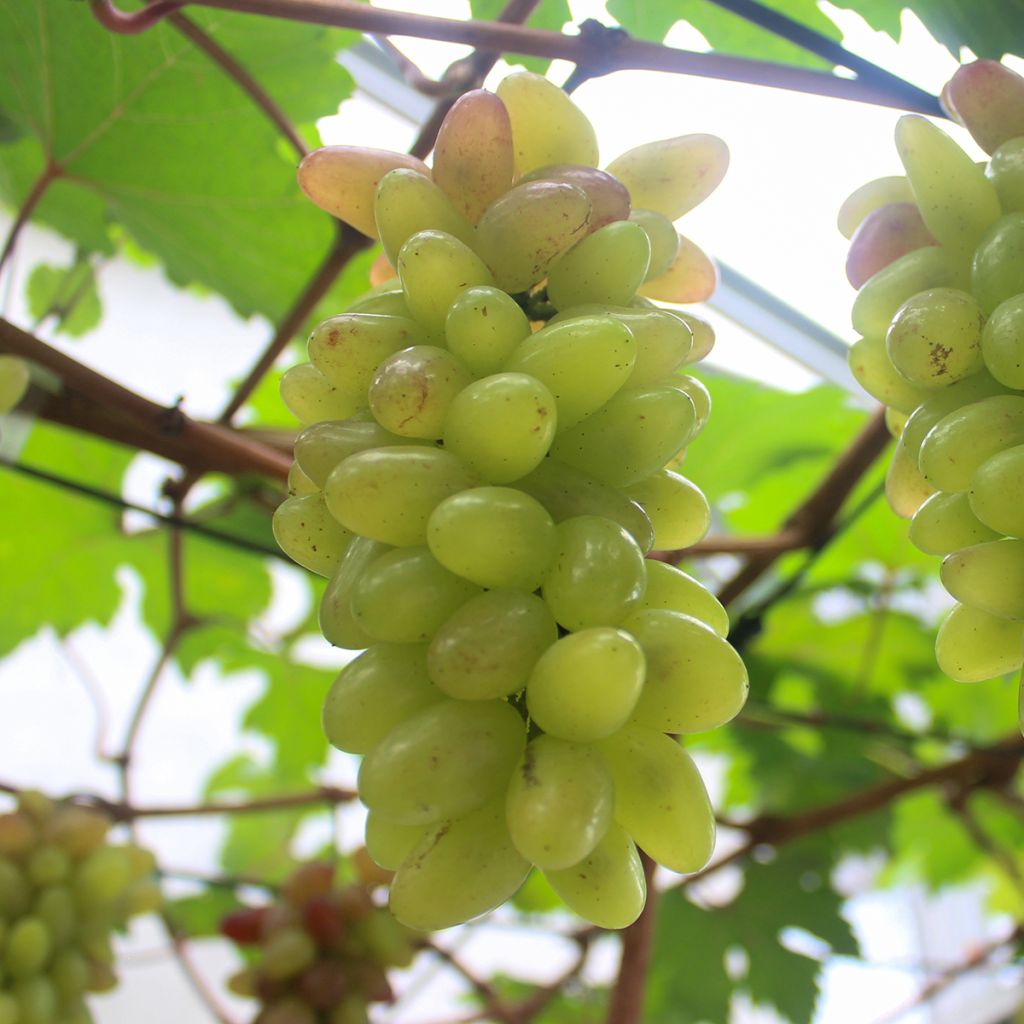 Vitis vinifera Pizzutello Bianco, Cornichon blanc, Pizza Tella Bianco - Grapevine