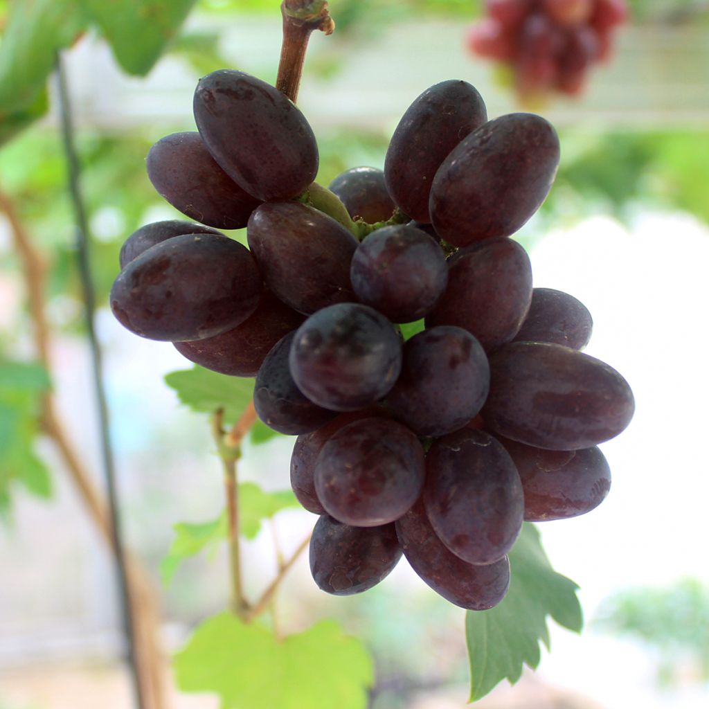 Vitis vinifera Pizzutello Nero - Grape vine