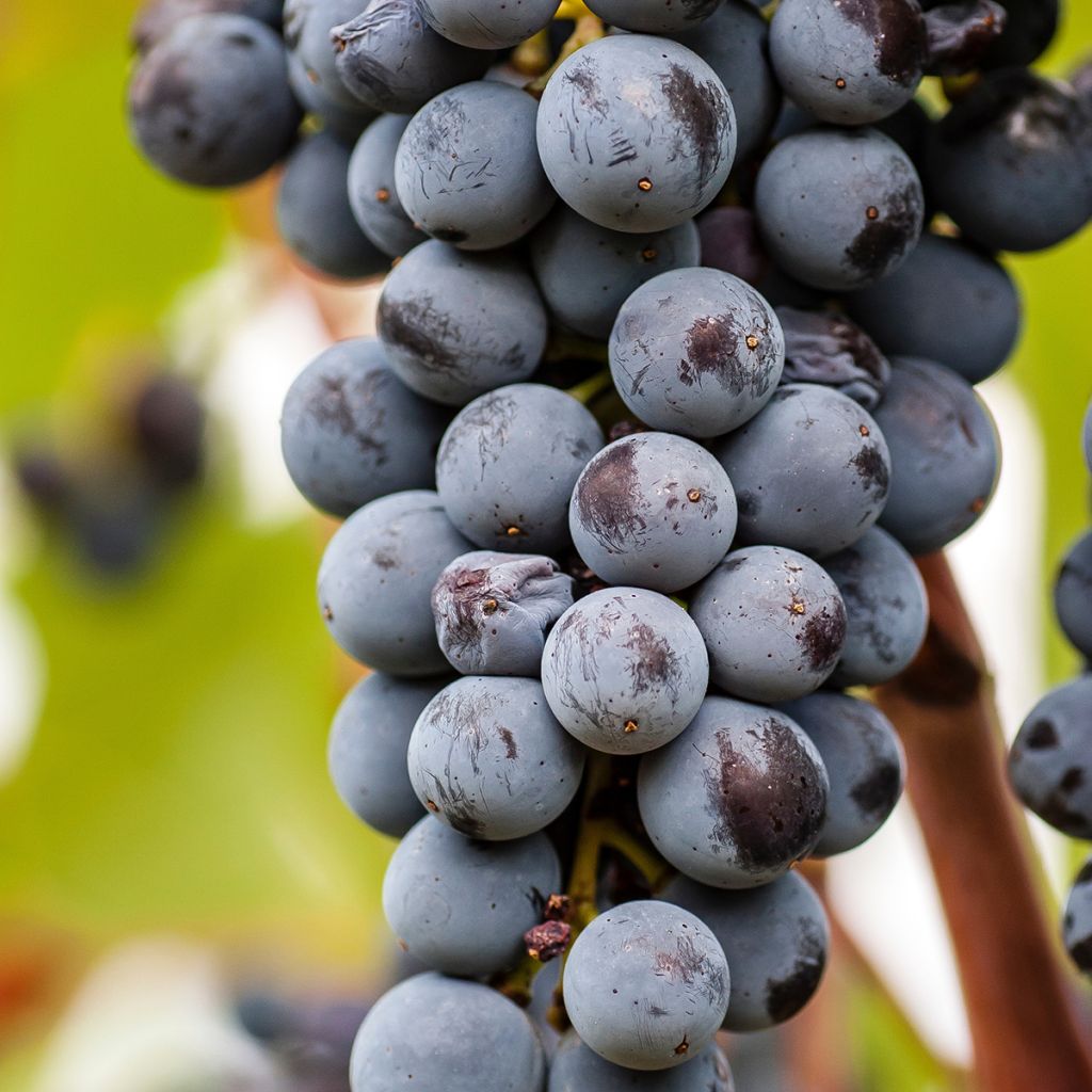 Vitis vinifera Smeralda - Grapevine