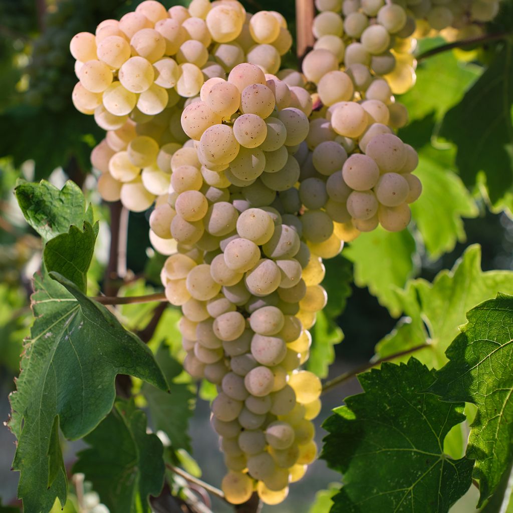 Vitis vinifera Timorasso - Grapevine