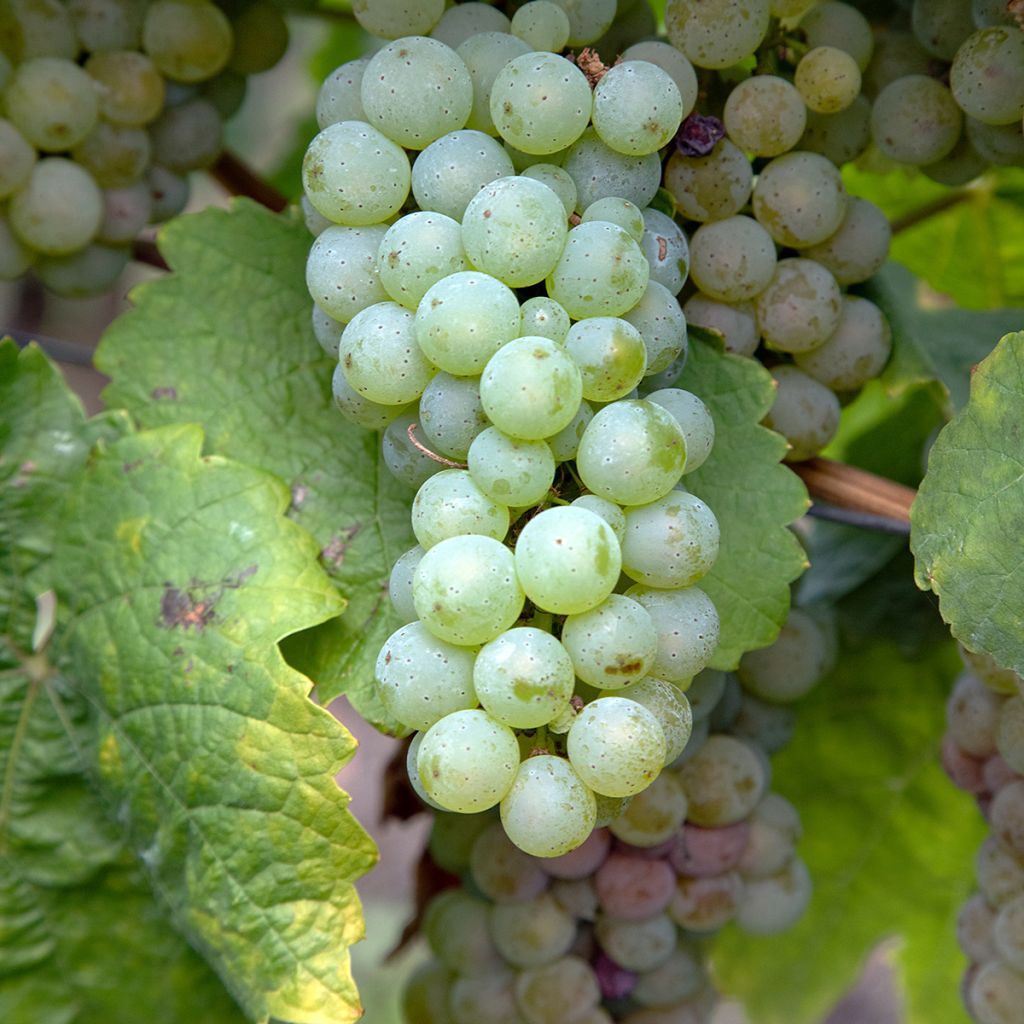 Vitis vinifera Verdea blanche - Grape vine