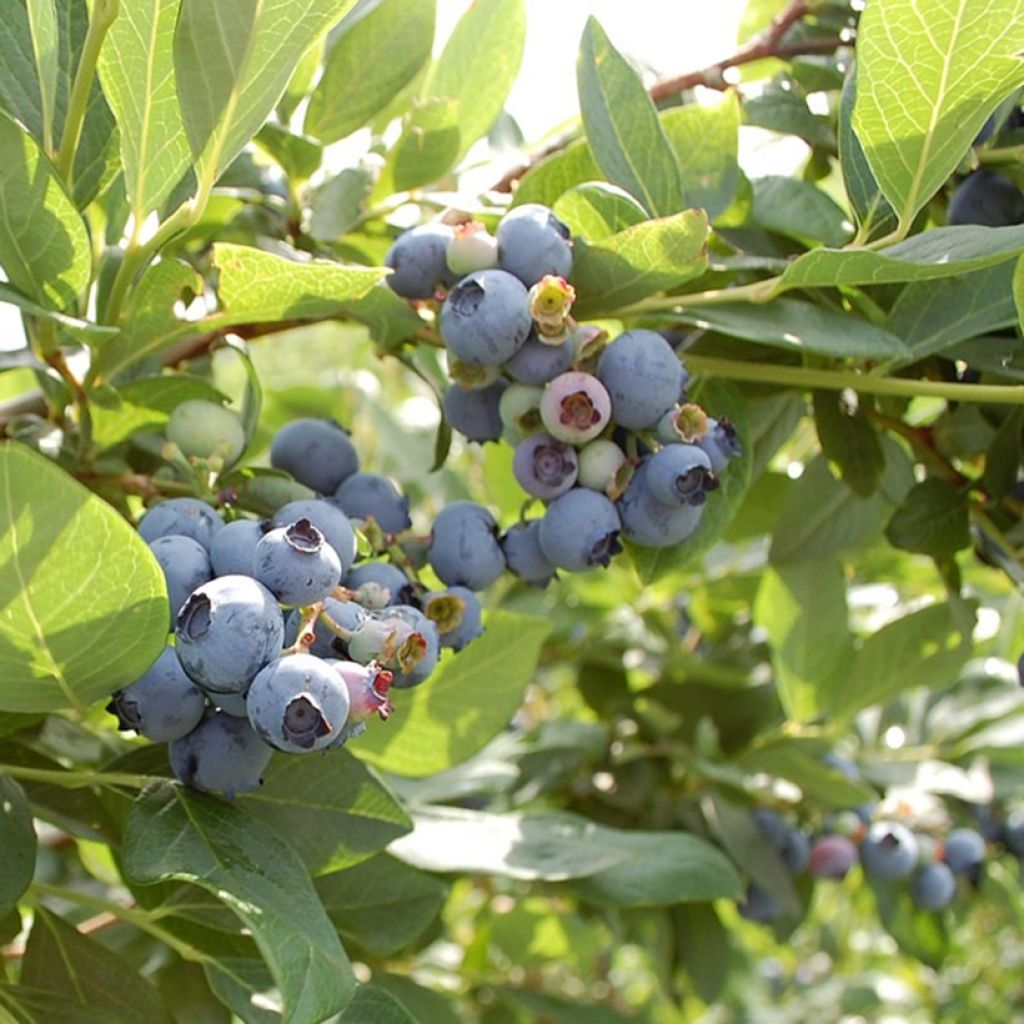 Vaccinium corymbosum Hardyblue - blueberry