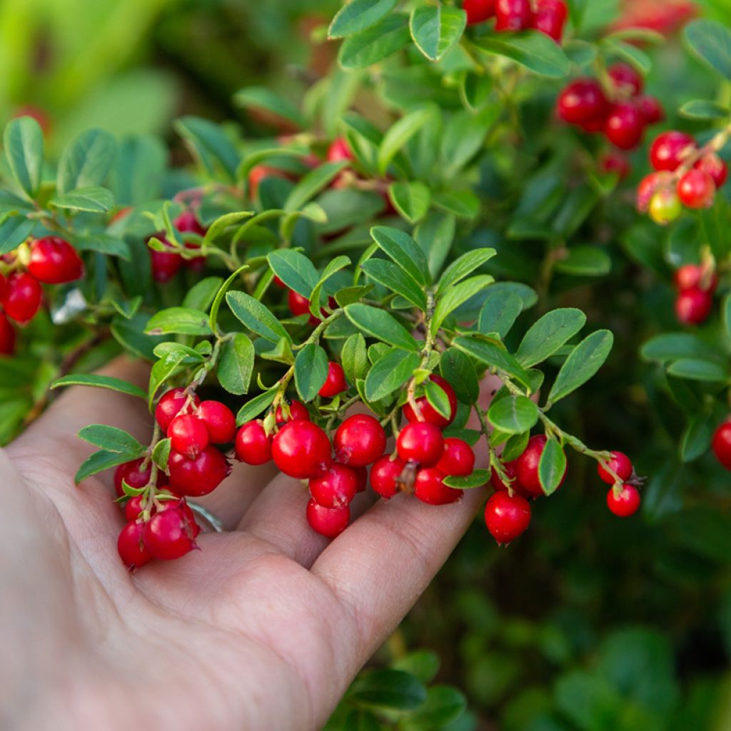 Vaccinium vitis-idaea Koralle - Bilberry