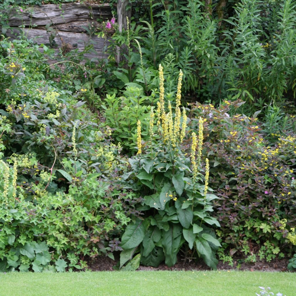 Verbascum Cotswold Queen - Mullein