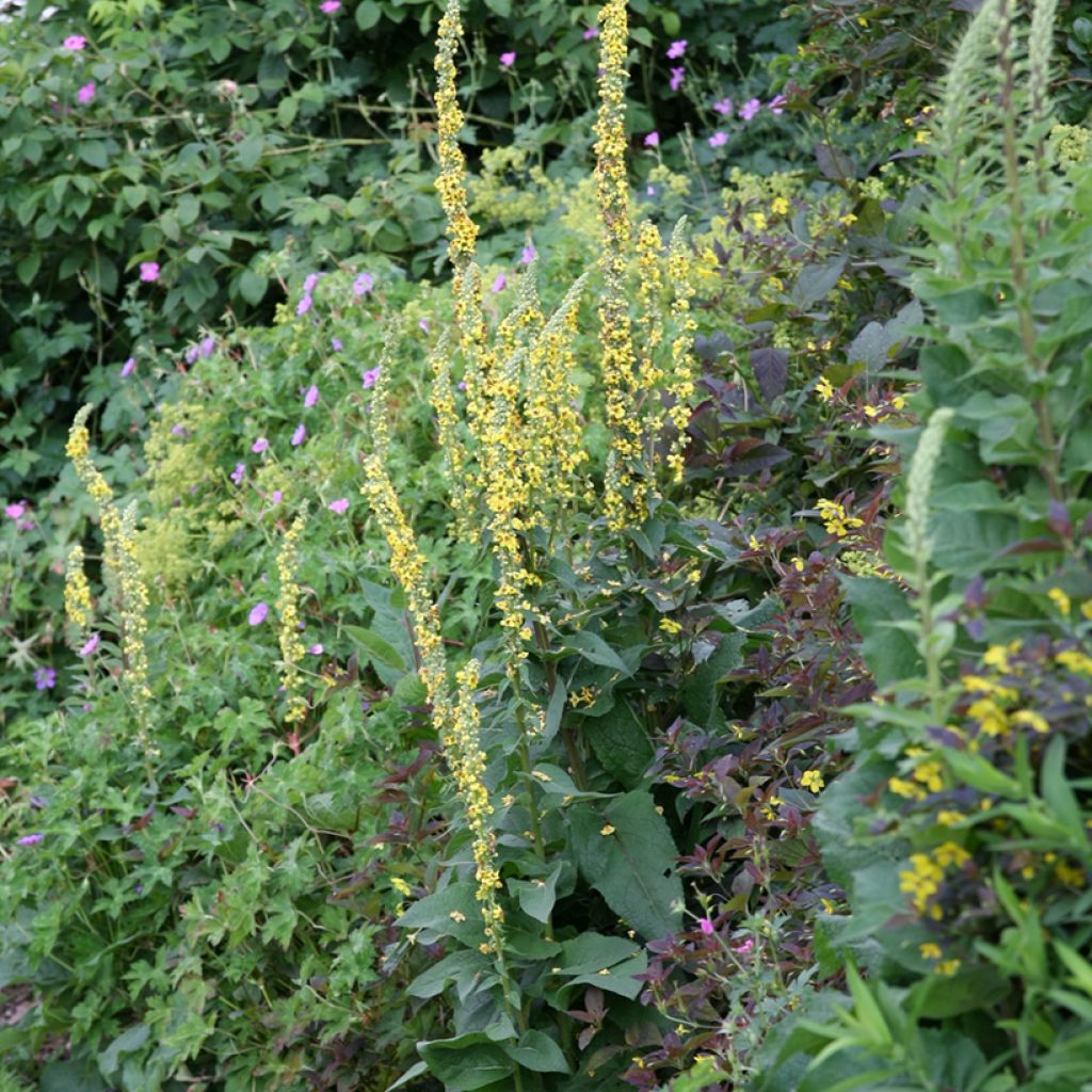 Verbascum Cotswold Queen - Mullein