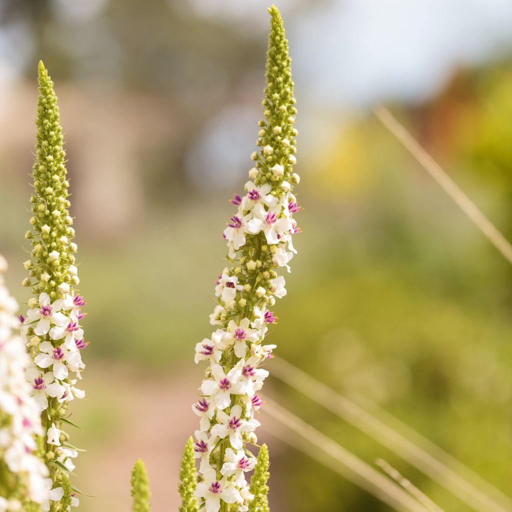 Verbascum chaixii Album Seeds - White nettle-leaved mullein