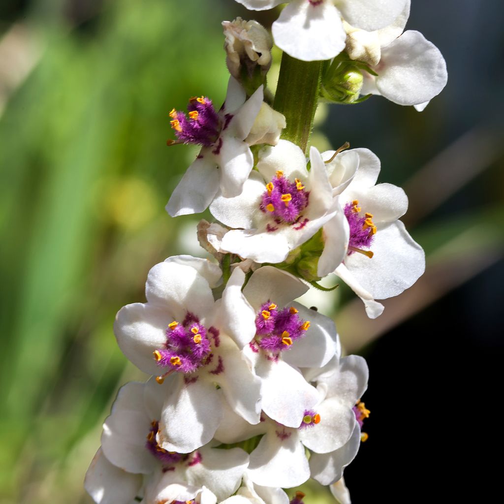 Verbascum chaixii Album Seeds - White nettle-leaved mullein