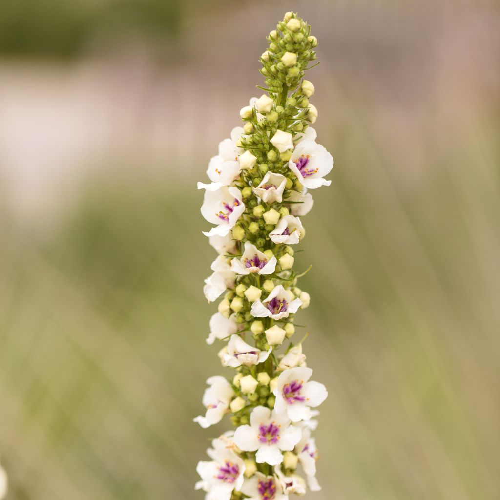 Verbascum chaixii Album Seeds - White nettle-leaved mullein