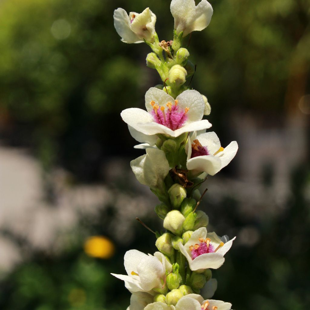 Verbascum chaixii Album Seeds - White nettle-leaved mullein