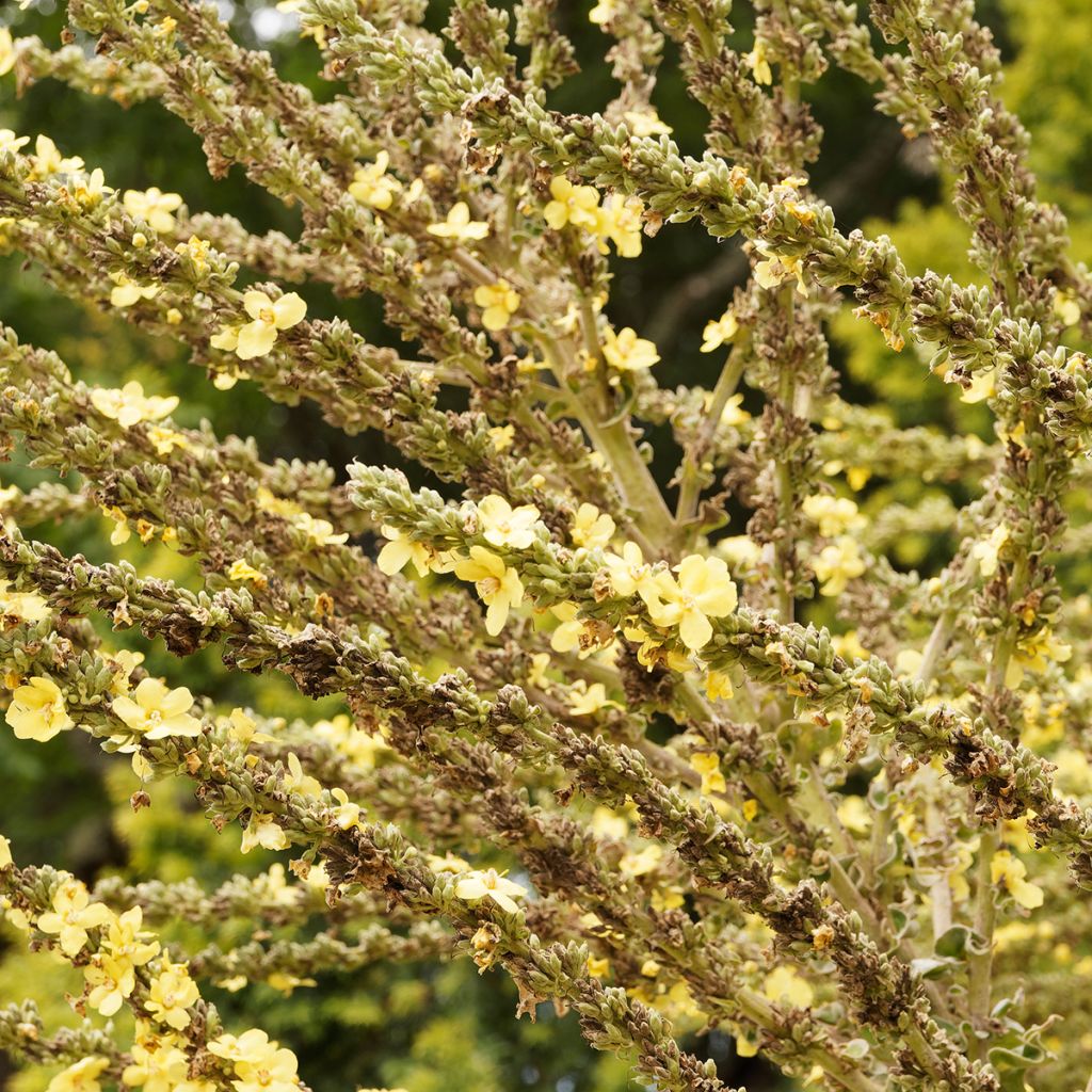 Verbascum olympicum - Olympian Mullein